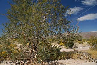 Mesquite, and Ocotillo